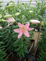 [5371 Le Chic VZ No01.JPG]